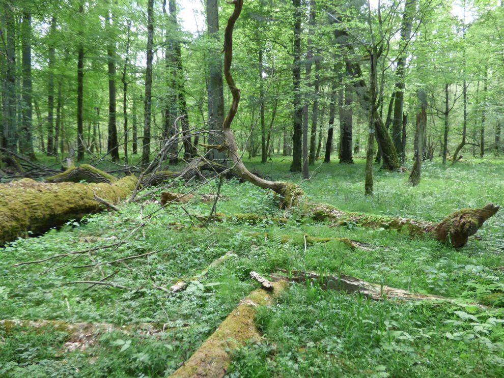 Mrtvé dřevo