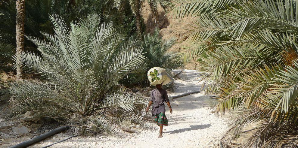 Život ve Wadi Ash Shab
