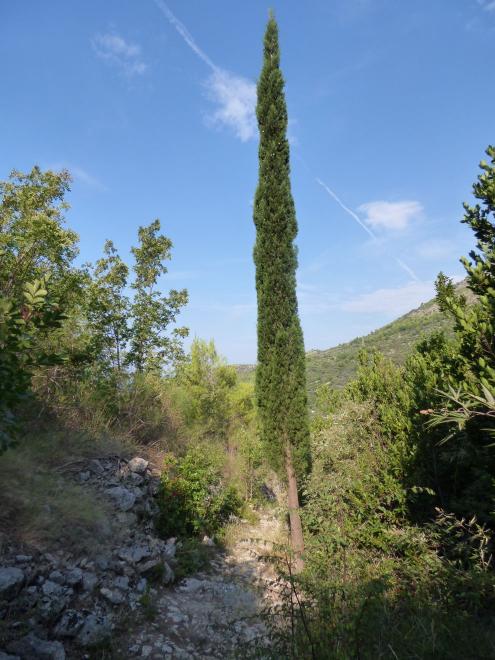 Příroda