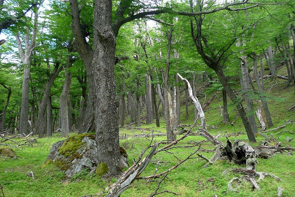 Patagonský les