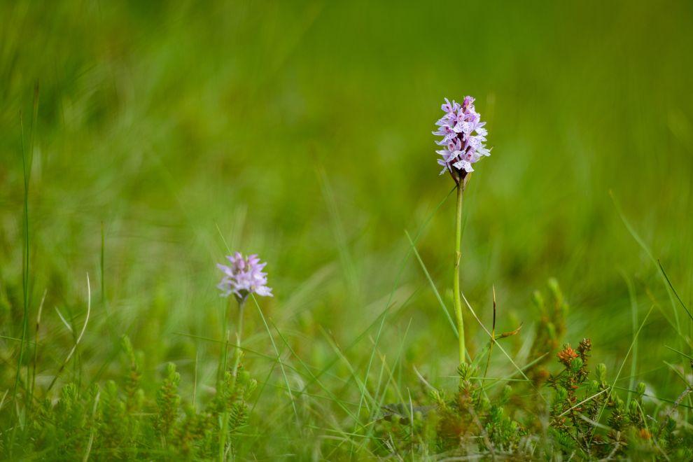Orchidej