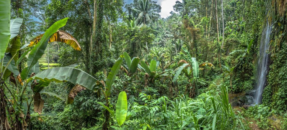 Bali – historie, kultura, příroda