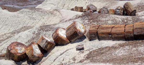 Národní park Petrified Forest