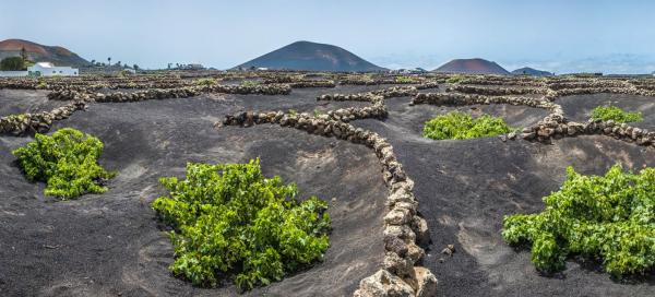 Lanzarote a víno