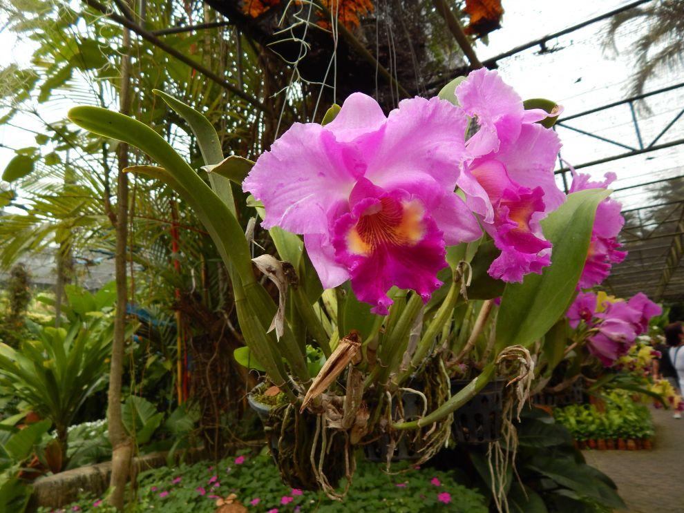 orchideje