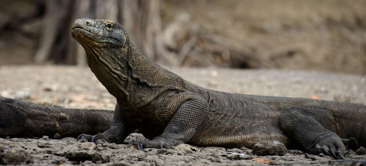Komodo: Počasí a sezóna
