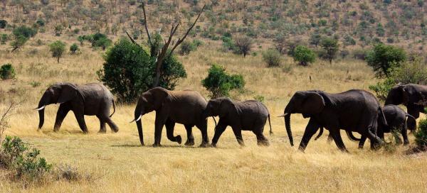 Africa
