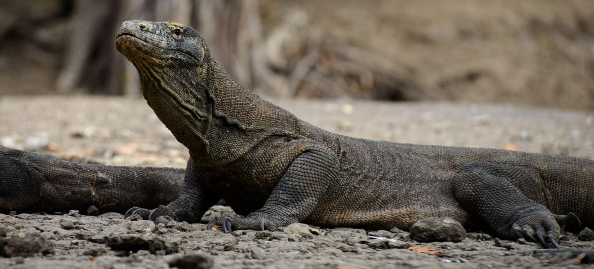 Komodo