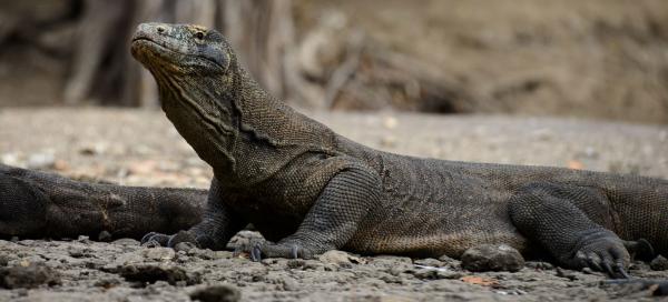 Komodo