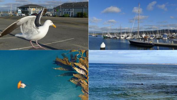 Monterey