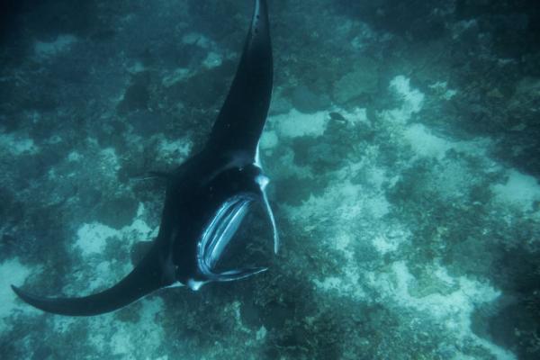 Manta point