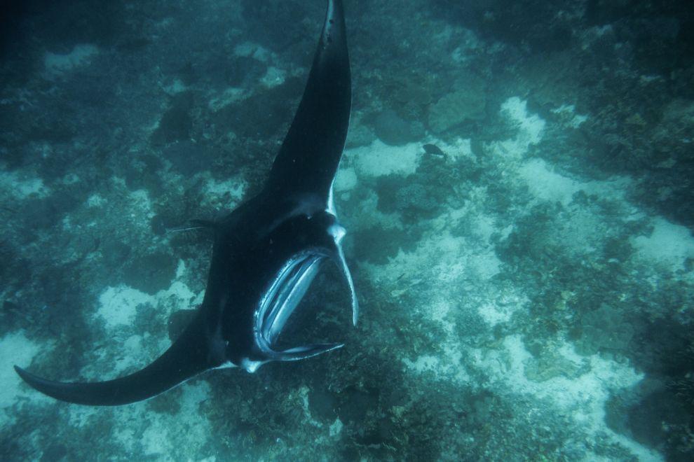 Manta point