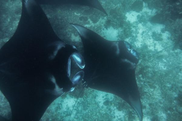 Manta point