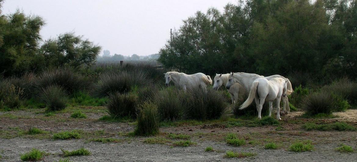 Camargue