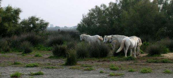 Camargue