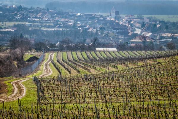 Vinice