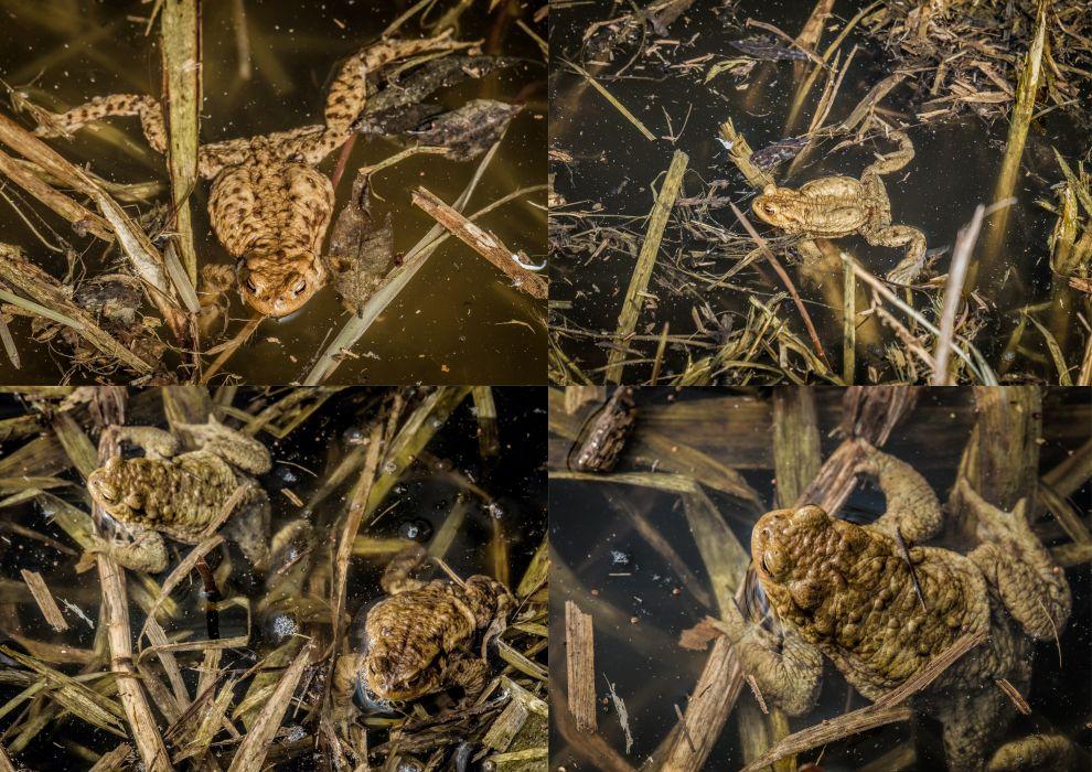 Bufo bufo
