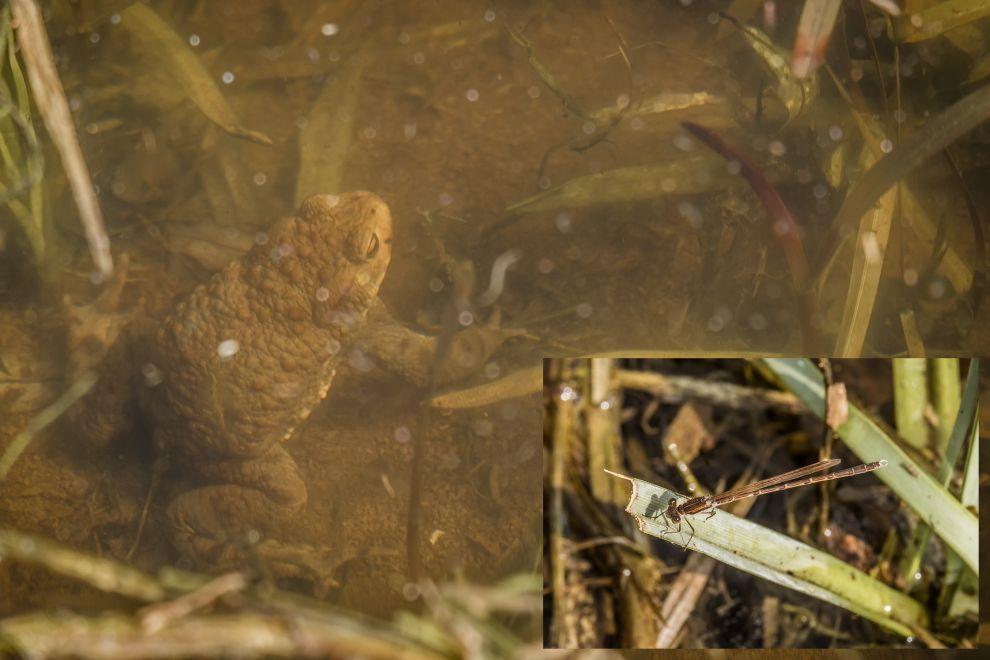 Fauna mokřadů