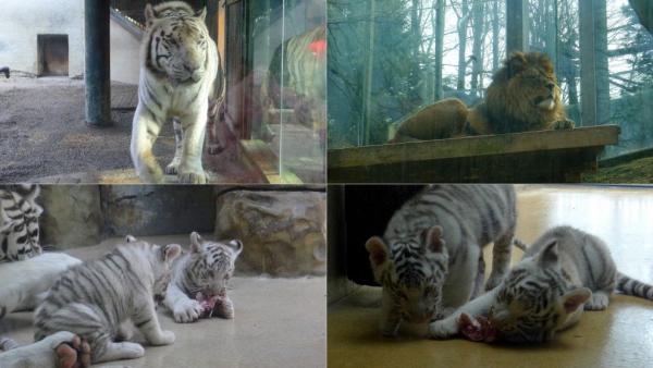 Velké šelmy v zoo Liberec