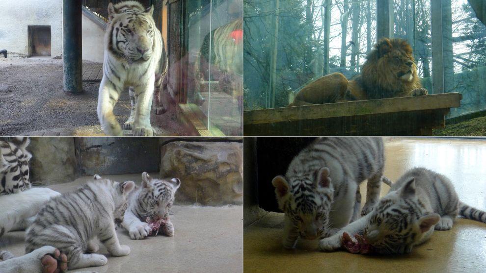 Velké šelmy v zoo Liberec
