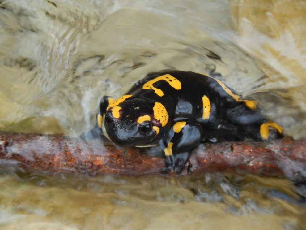 Salamadr
