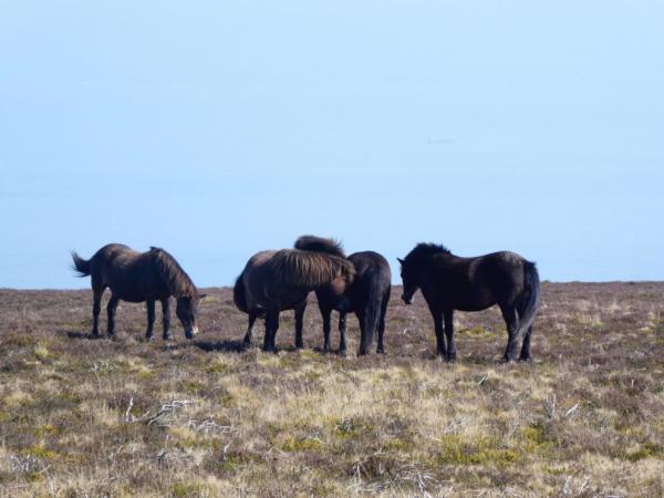 Exmoorský pony