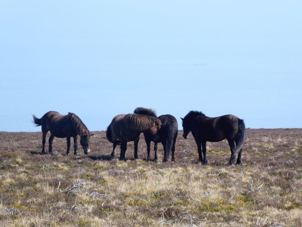 Exmoorský pony