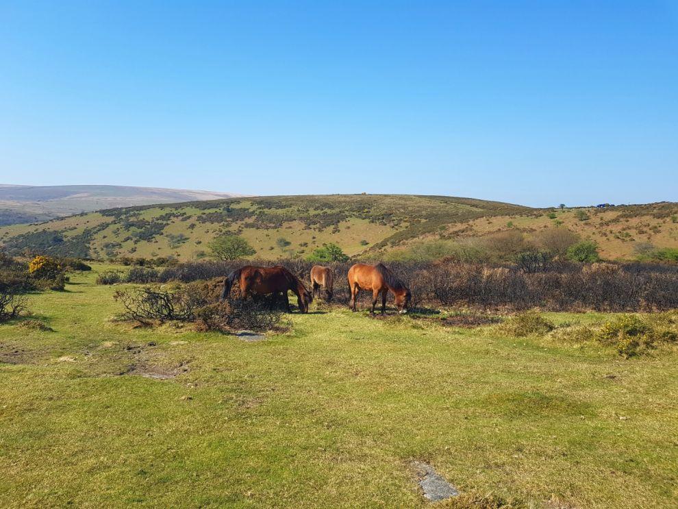 Exmoorký pony