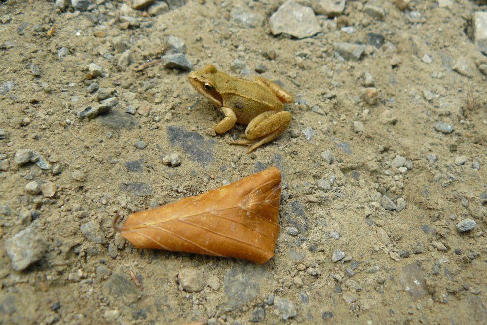 Fauna