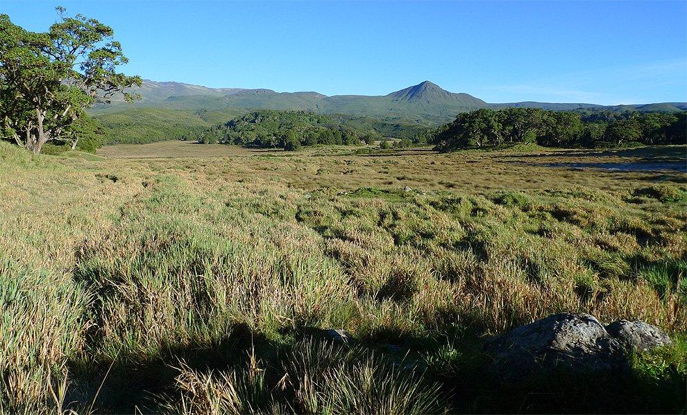 Vysokohorská savana