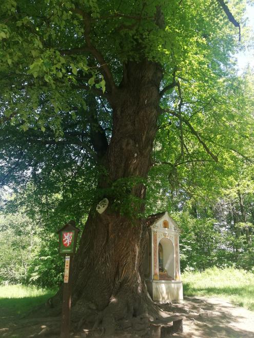 Památná Třísovská lípa