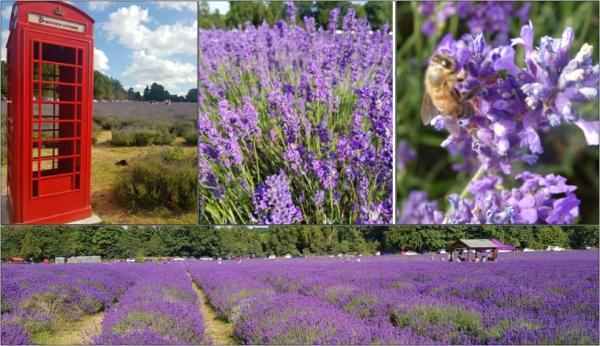 Levandulová farma Mayfield