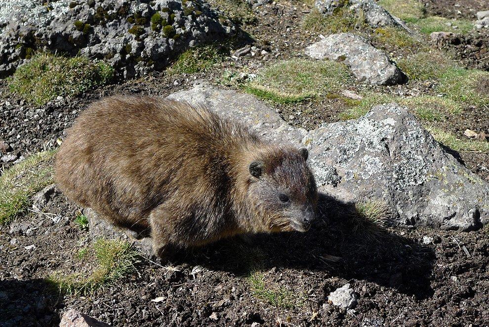 Cape hyrax