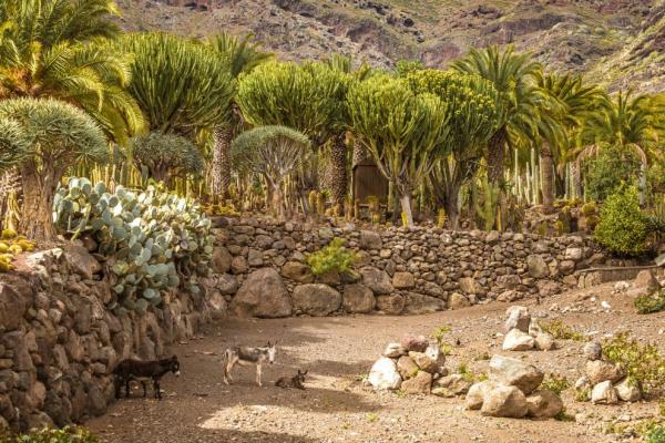 Cactualdea
