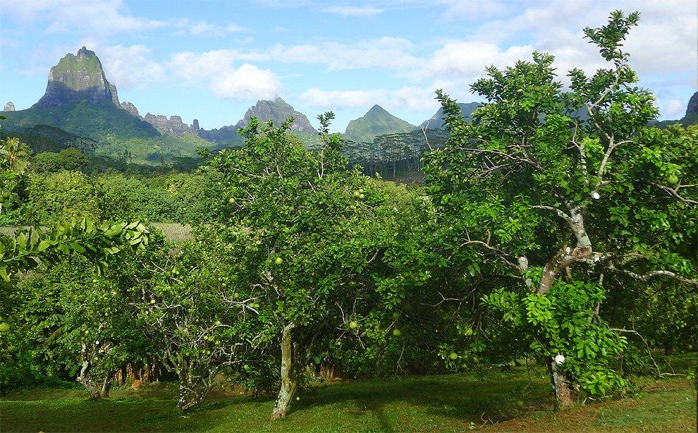 Ovocné stromy nad Paopao