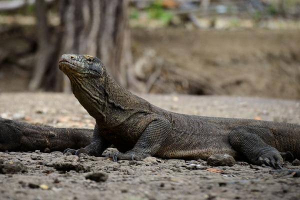 Národní park Komodo