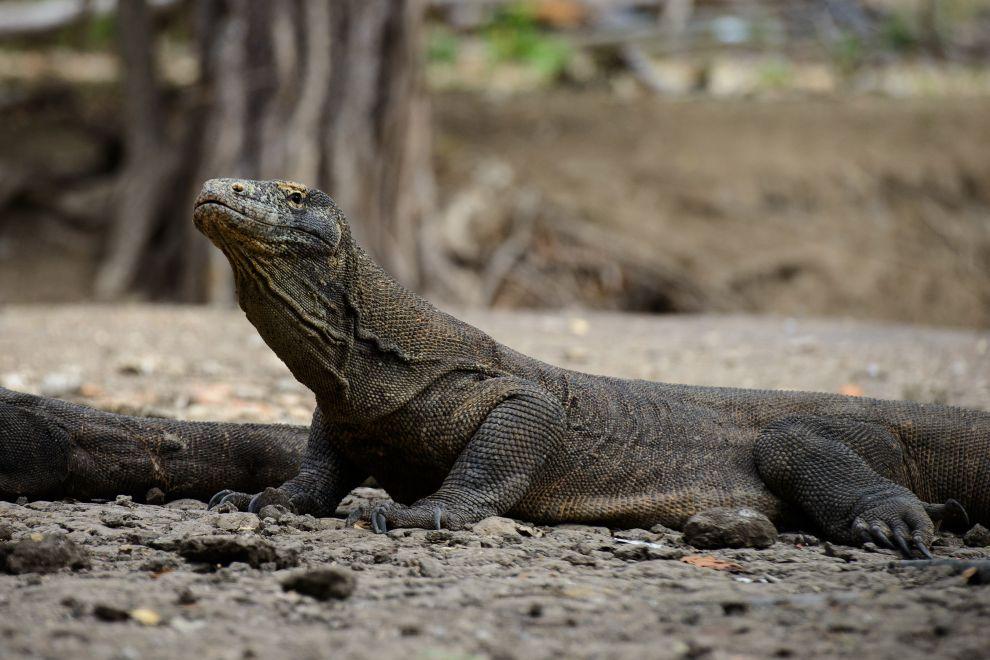 Národní park Komodo