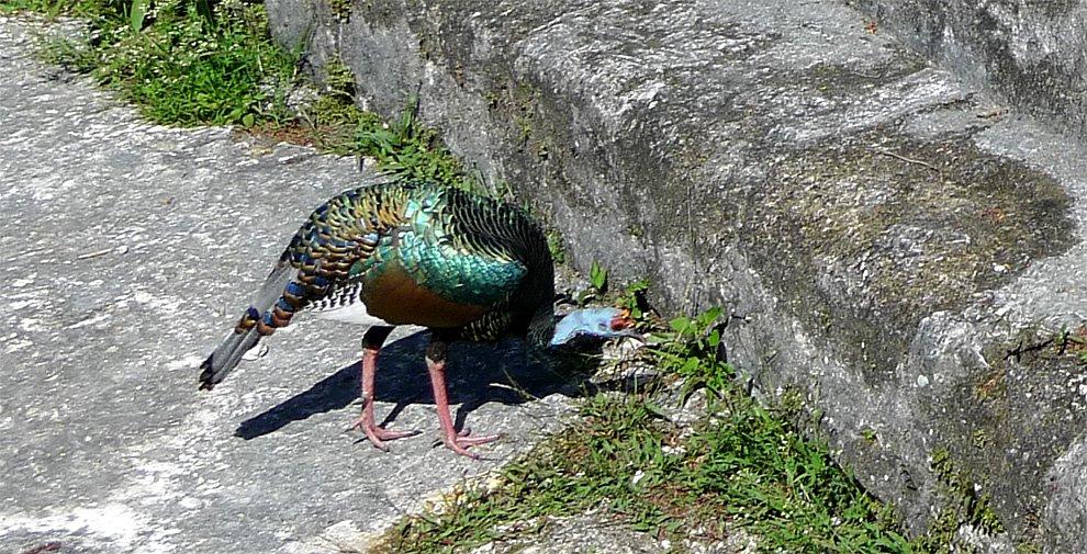 Krocan Paví (Meleagris Ocellata)