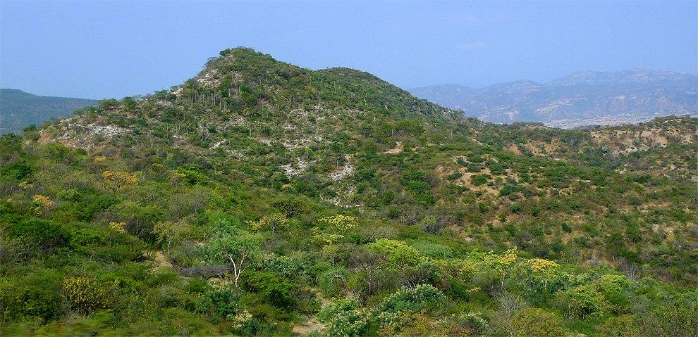 Hills with cacti
