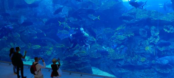 Dubai Aquarium & Underwater Zoo
