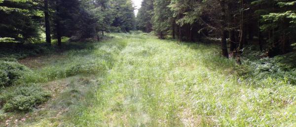 Cesta na Polom
