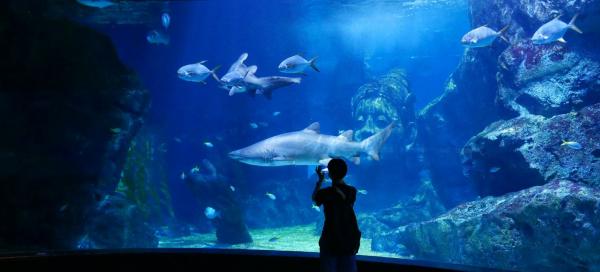 Sea Life Bangkok Ocean World