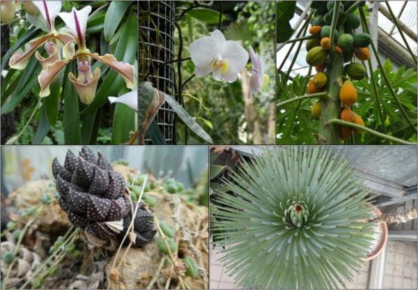 Botanická zahrada