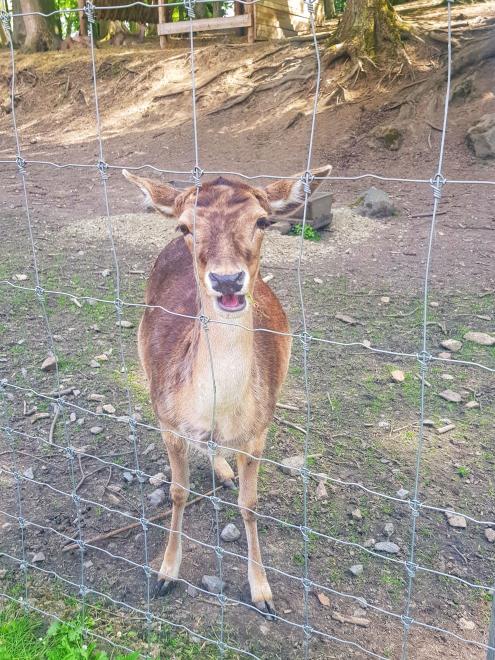 Obora