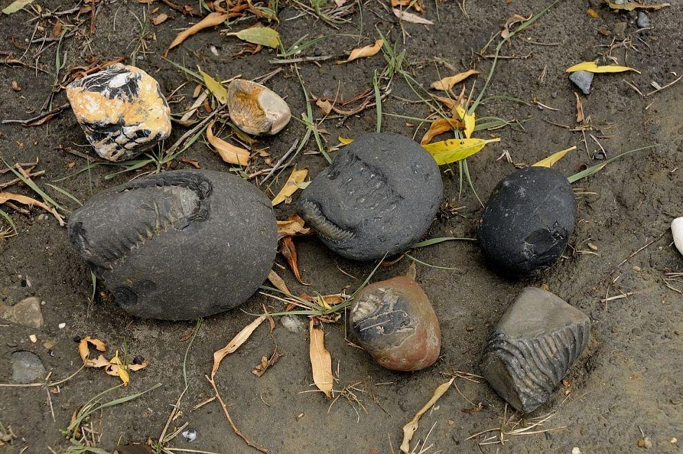 Zkameněliny