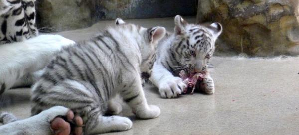 ZOO Liberec