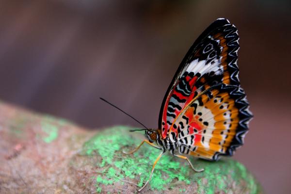 Cethosia cyane