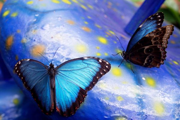 Morpho peleides