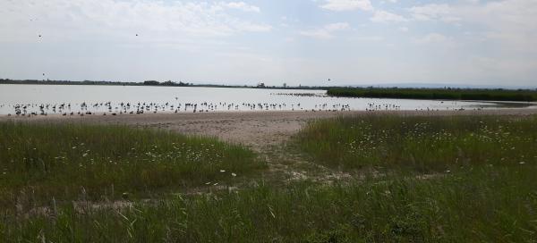 Neziderské jezero