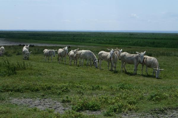 Bílí osli